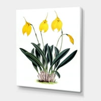 Орхидеи ретро цвеќиња сликање платно уметничко печатење