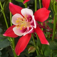 Подобри домови и градини - Галон повеќебојни колумбини Киригами Повеќегодишни цвеќиња - живи растенија
