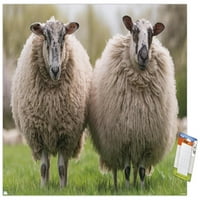 Овци Стои Во Ливада Ѕид Постер, 22.375 34