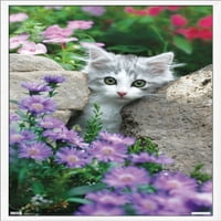 Кит Кимберлин - Маче - Камења И Цвеќиња Ѕид Постер, 22.375 34